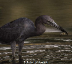 A little blue heron harvesting a crayfish in the San Anto... by Robert Michaelson 